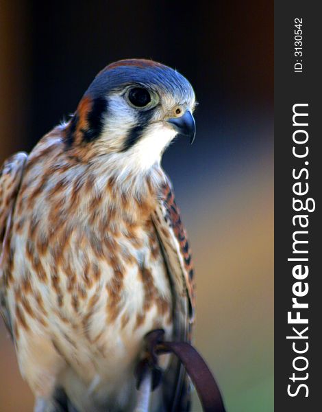 Close up of kestrel perching on a glove with jesses on