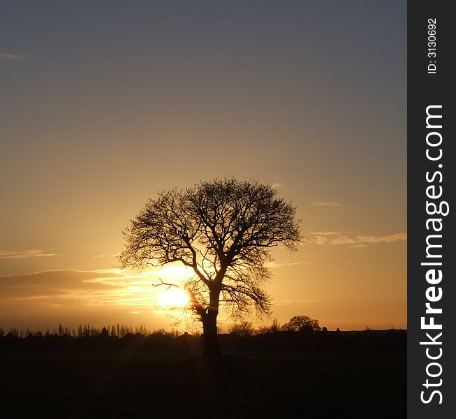 Sunset over fields in Cornwall with lone tree