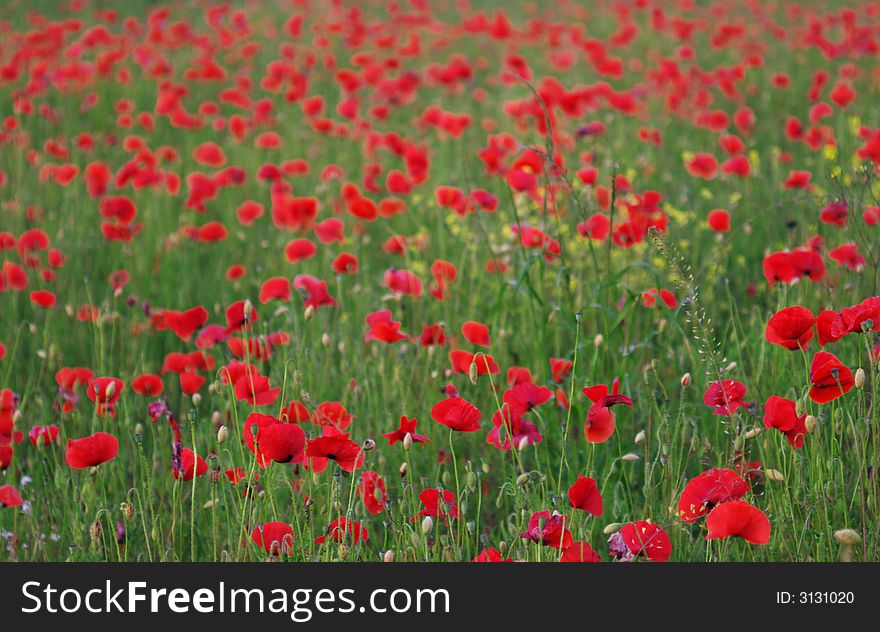 Many red poppies in summer field, horizontal with blurry background. Many red poppies in summer field, horizontal with blurry background