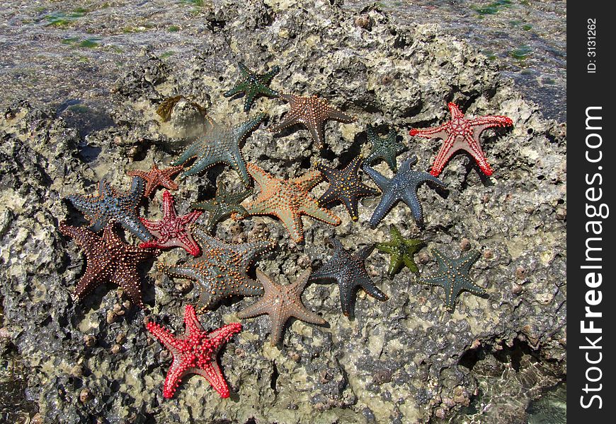 Colourful starfish in the Indian Ocean