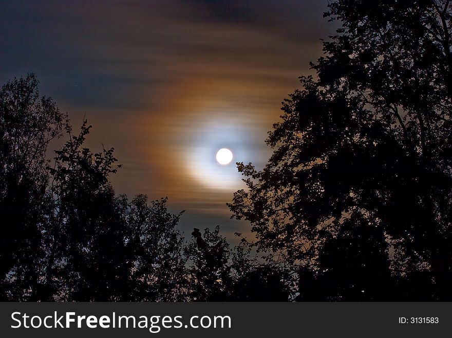 Landscape with trees on a background of the sky in a full moon. Landscape with trees on a background of the sky in a full moon