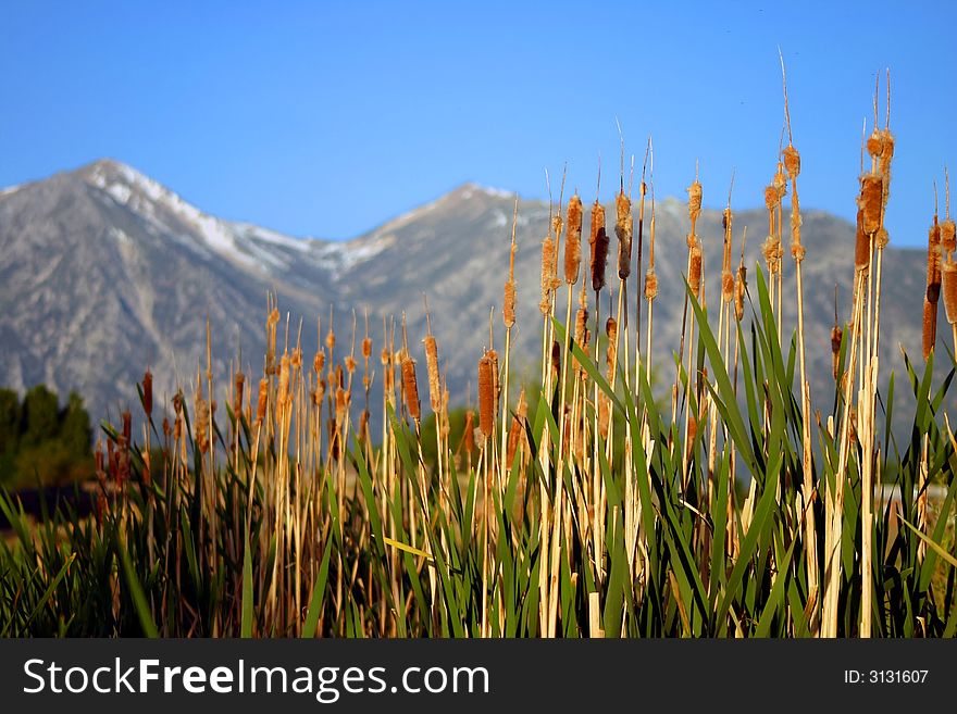 Cattails with mountain range in the background. Cattails with mountain range in the background