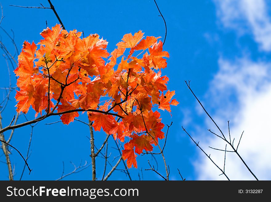 Red autumn aspen leaves and blue sky