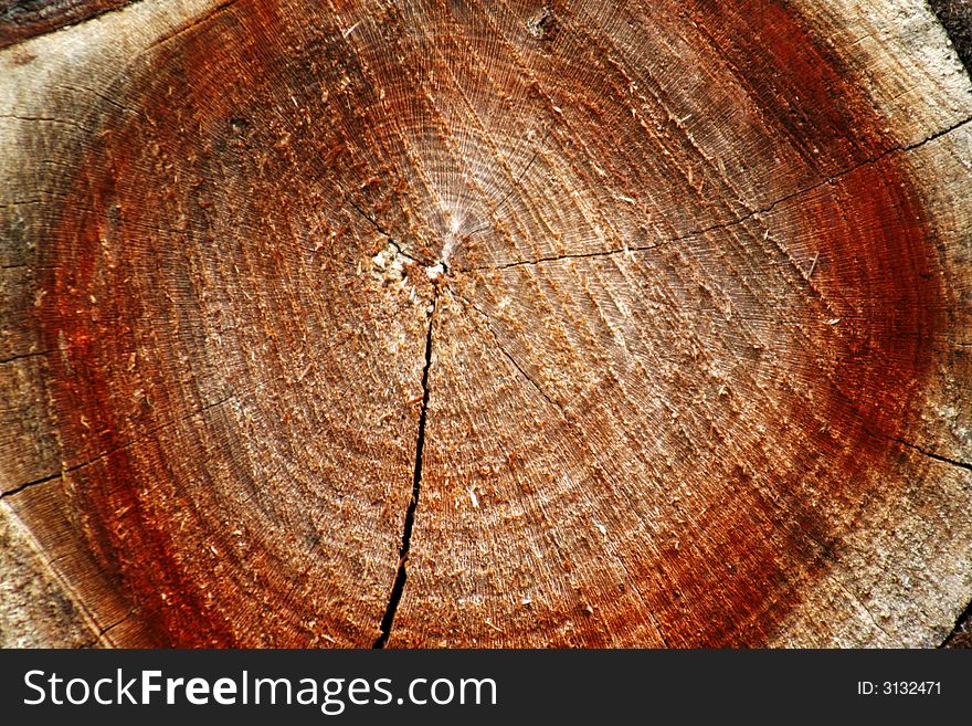Close-up view of tree rings, suitable as background