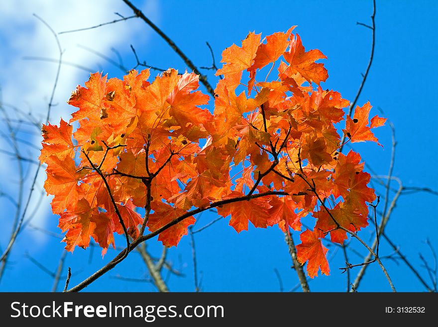 Red aspen autumn leaves and blue sky. Red aspen autumn leaves and blue sky