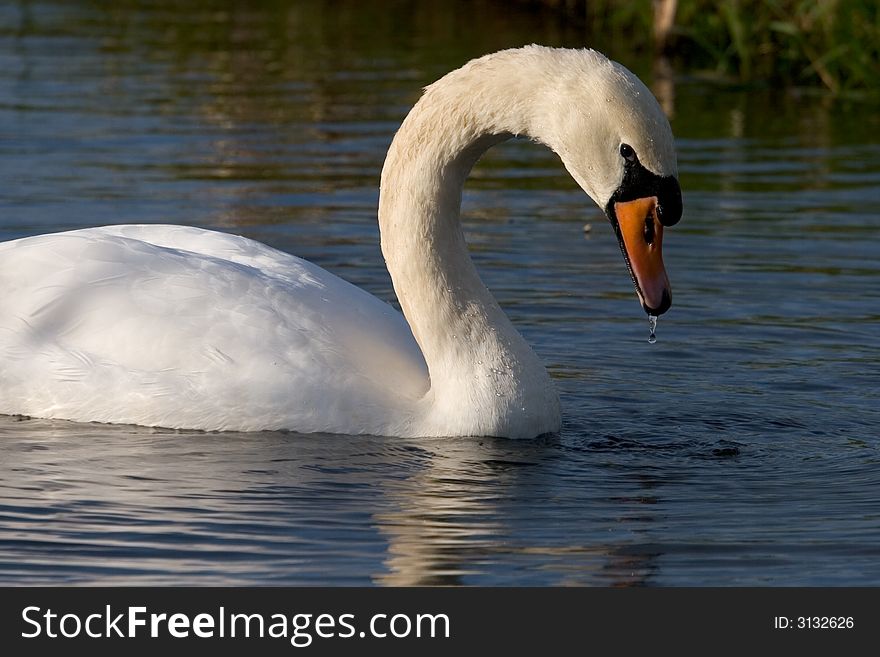 Swan with waterdrop in low light