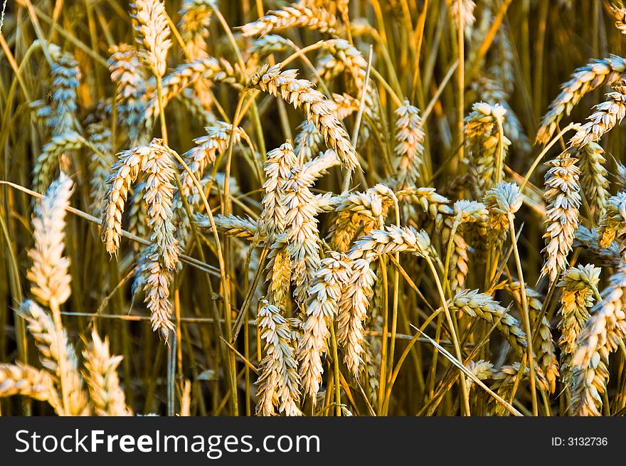 Close up of grain bathed in evening light. Close up of grain bathed in evening light