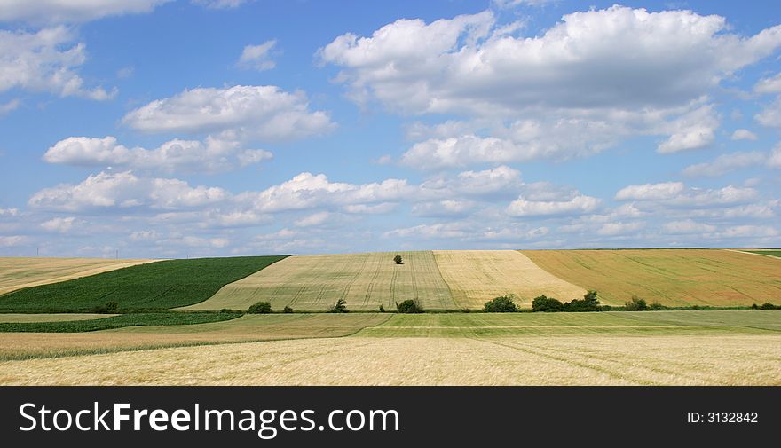 Grain Fields With Single Tree
