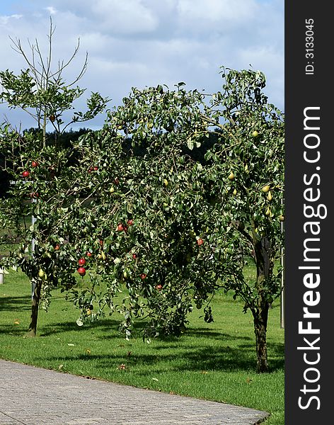 Apple-tree and pear-tree in a field. Apple-tree and pear-tree in a field.