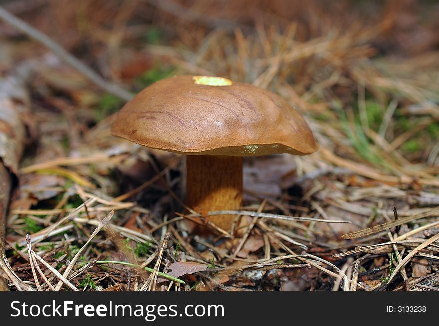 Wild mushroom in the forest in nature