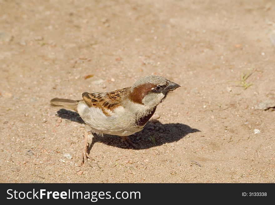 Sparrow cadging on a city street