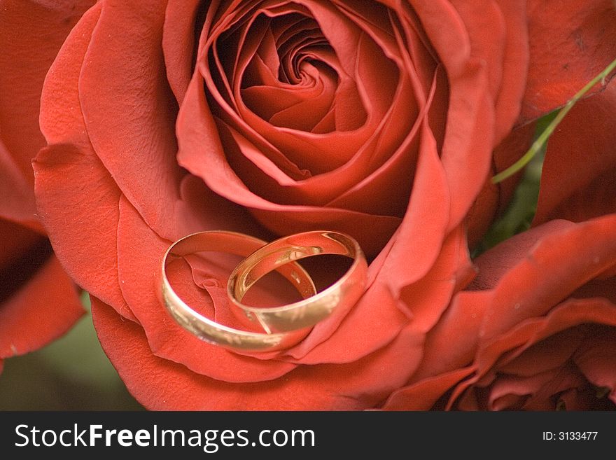 Beautiful rose with two wedding rings. Beautiful rose with two wedding rings.