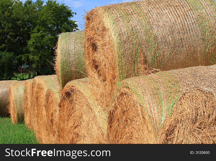 Hay Ready for the Market