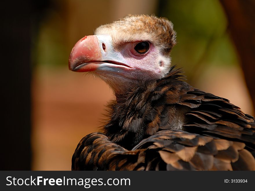 Close shoot of vulture muzzle