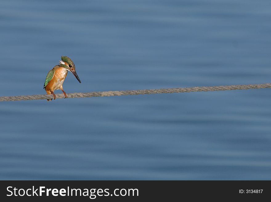 Kingfisher sitting on a fence.