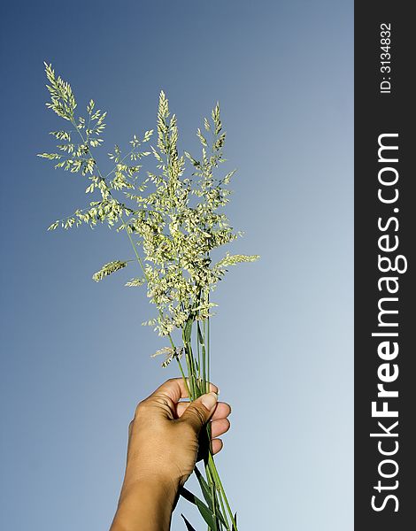 Wild flowers in the hand having a blue sky as a background. Wild flowers in the hand having a blue sky as a background