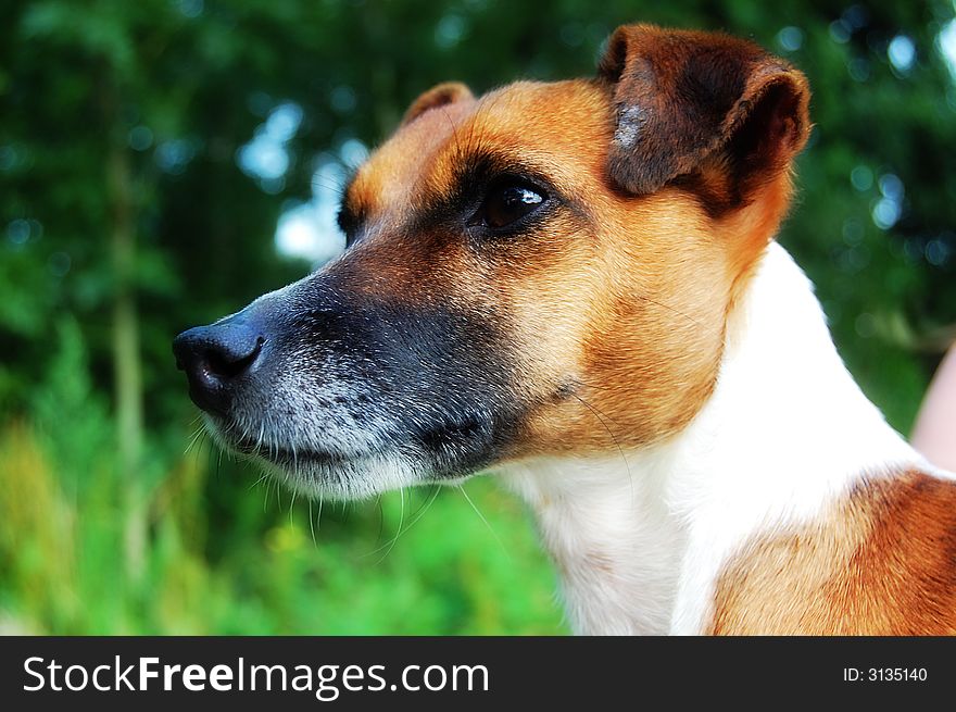 Close up of a jack russel