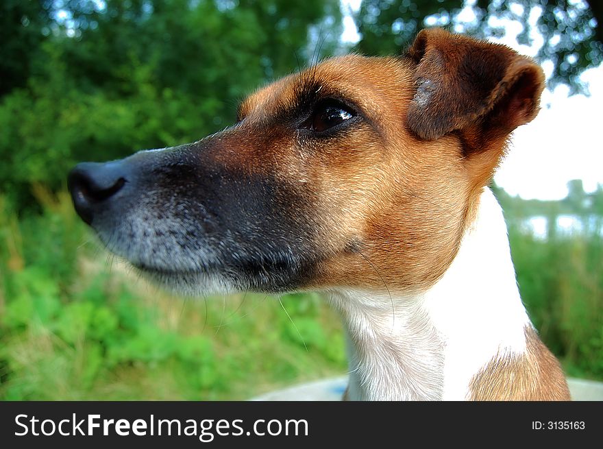 Close up of a jack russel terrier