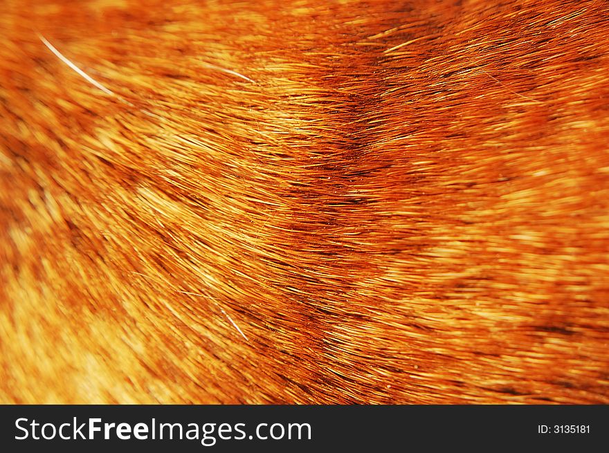 Hair dog background of a jack russel
