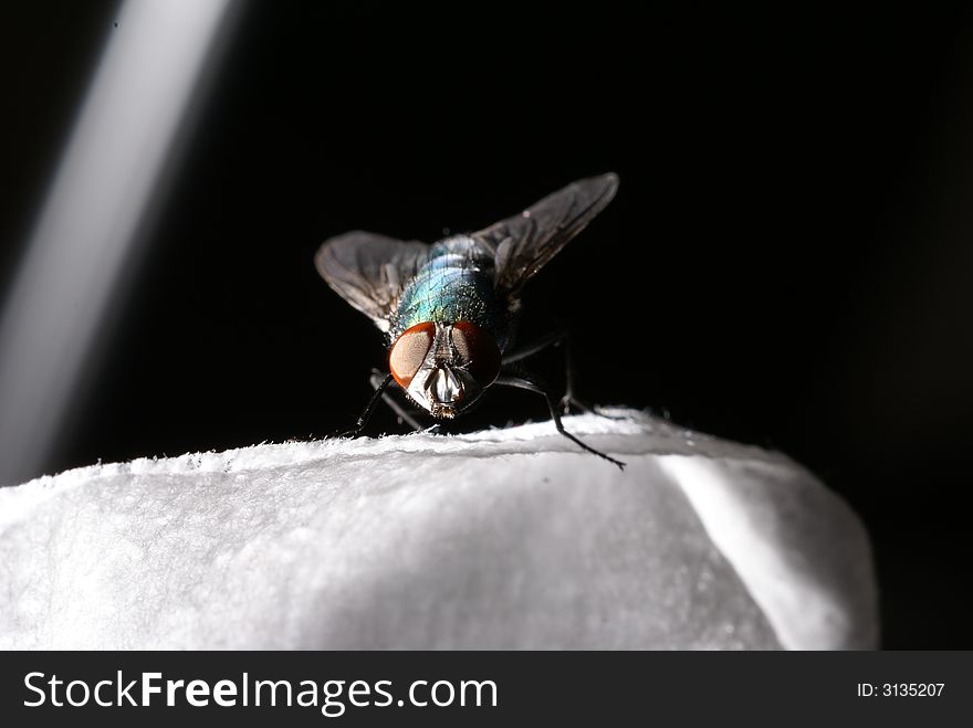 Fly on a box of tissues