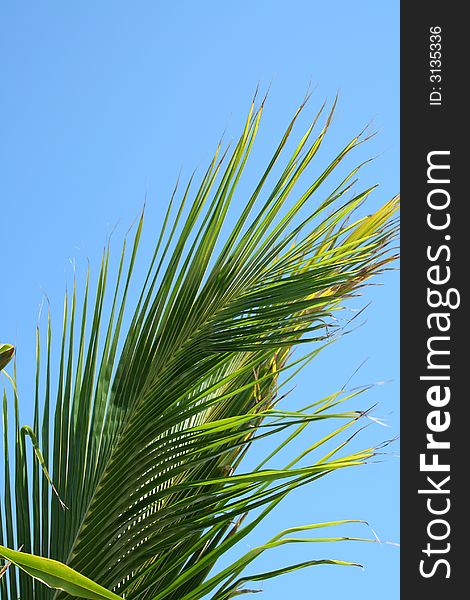 A Palm Frond against a blue sky