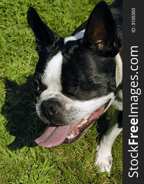 A one-eyed Boston Terrier dog with its tongue hanging out in the sun and grass. A one-eyed Boston Terrier dog with its tongue hanging out in the sun and grass.