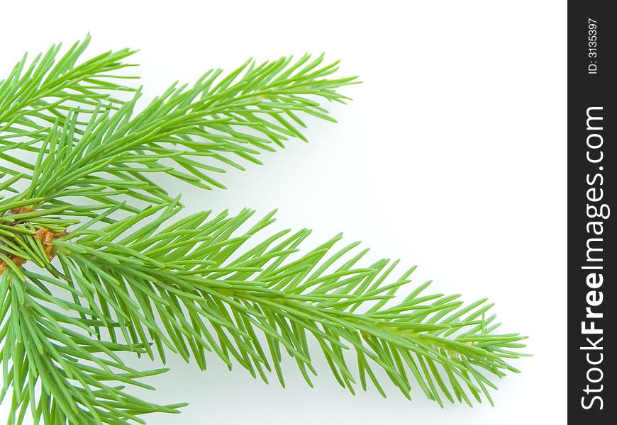 Fresh brightly green branch firtree on a white background