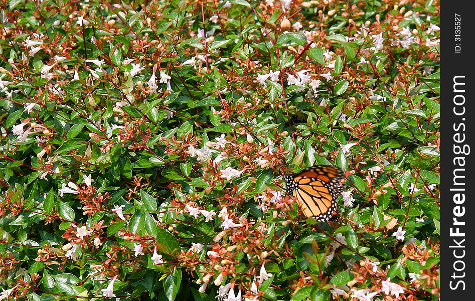 A beautiful red and black butterfly on a flowering shrub. A beautiful red and black butterfly on a flowering shrub