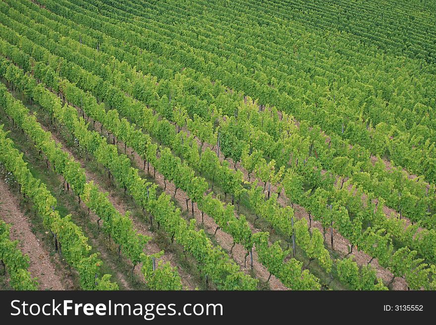 The view of a vineyard in Germany. The view of a vineyard in Germany.