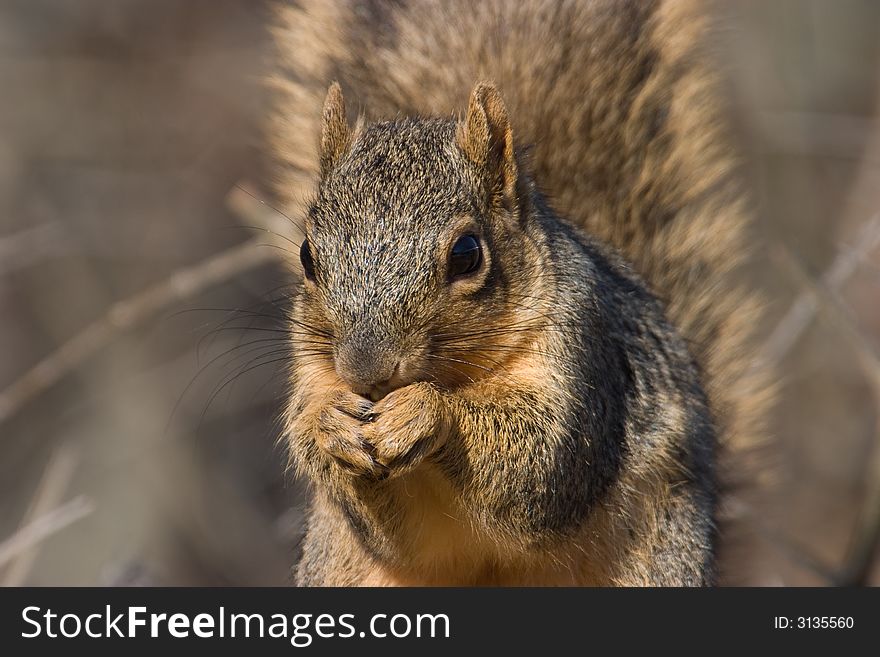 Close up of a Fox Squirrel, Sciurus niger, eating.
