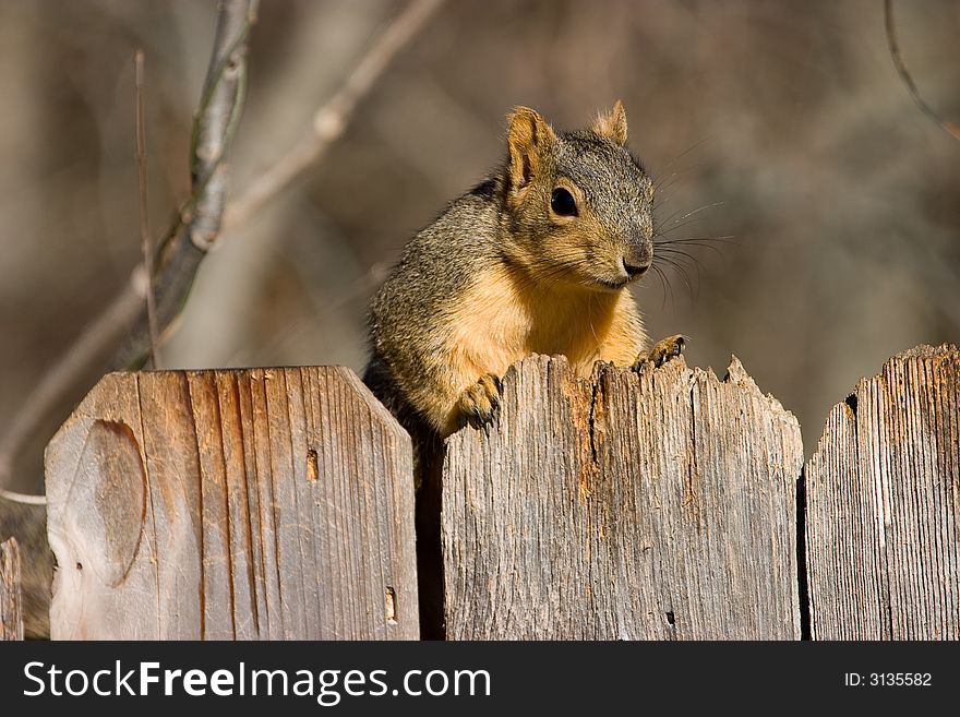 A Fox Squirrel, Sciurus niger, peering over a fence.