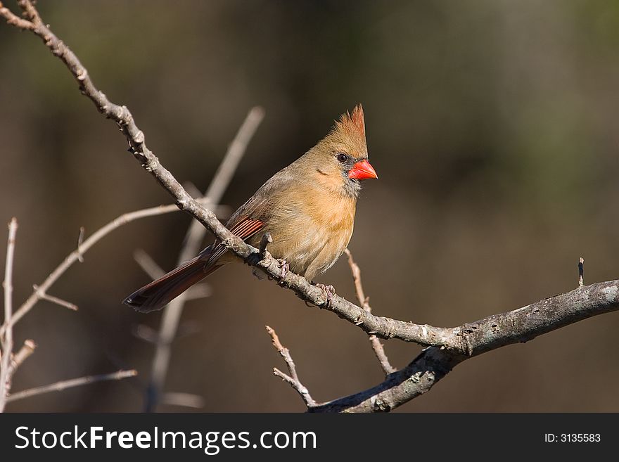 Photo of a female Northern Cardinal perched on a branch.