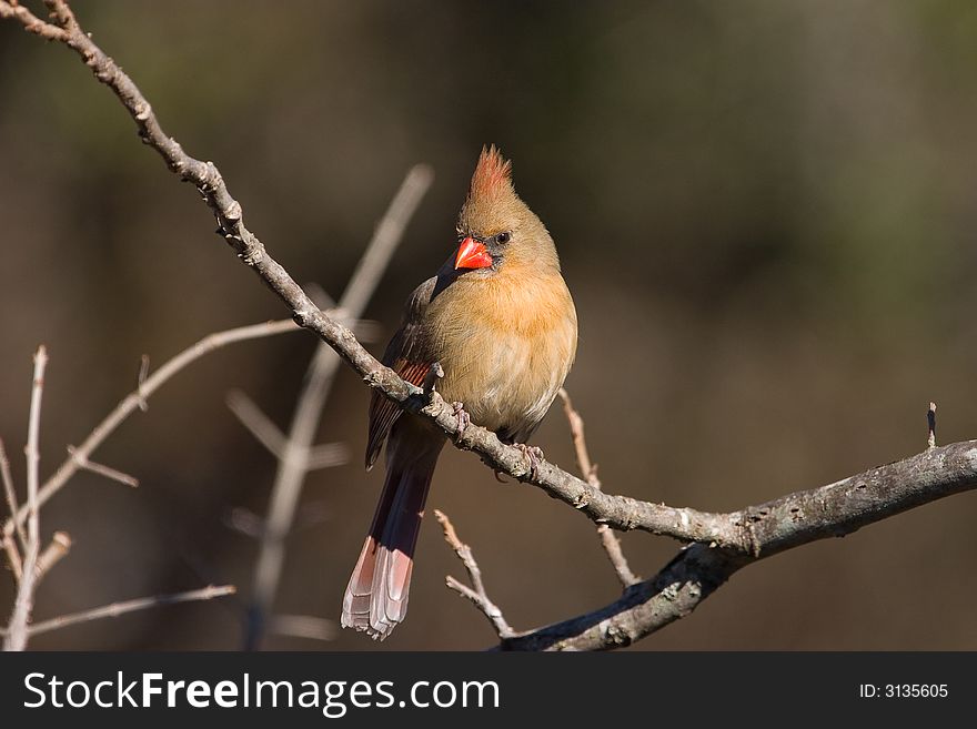 Female Northern Cardinal