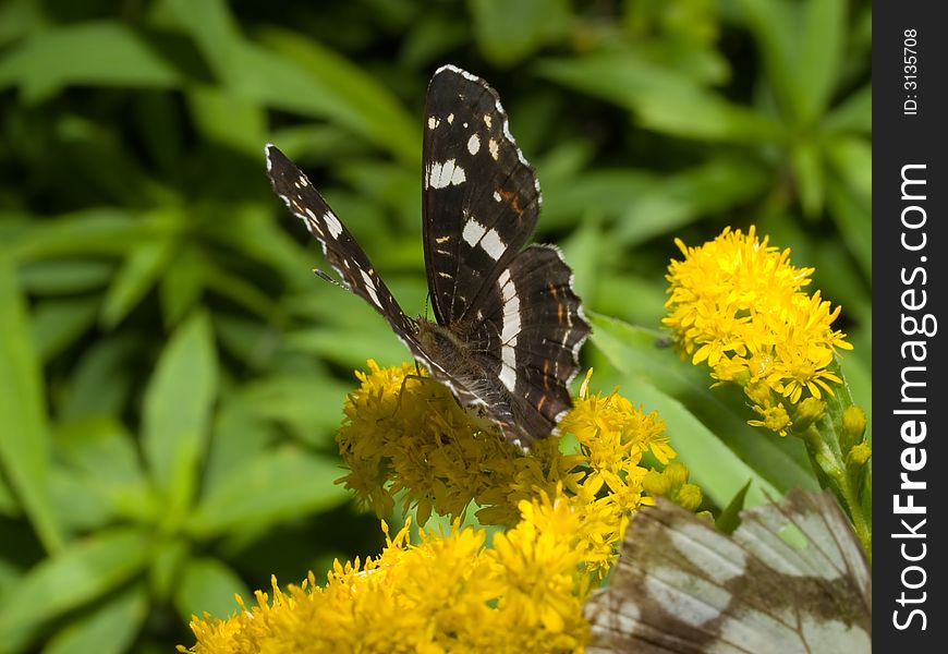 Monarch butterfly feeding on the yellow flower . Monarch butterfly feeding on the yellow flower