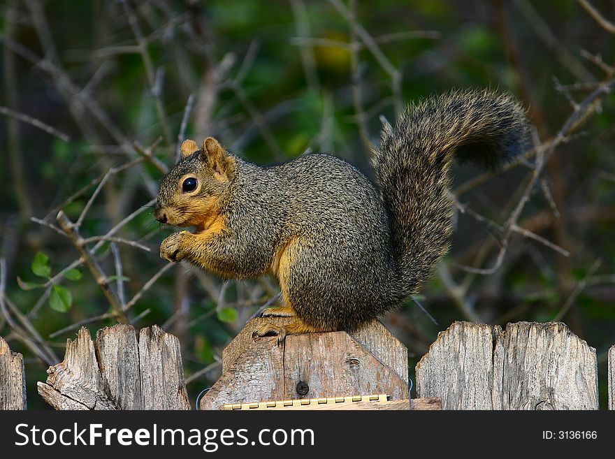 A Fox Squirrel, Sciurus niger, sitting on a fence eating a small piece of food.