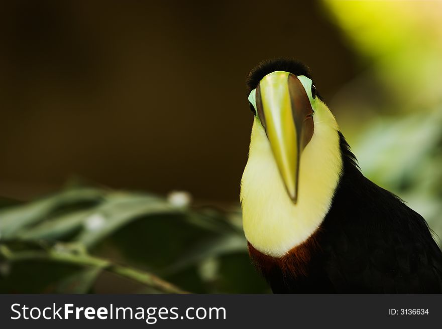 Black tucan with very large yellow and red beak staring at the viewer. Narrow DOF. Black tucan with very large yellow and red beak staring at the viewer. Narrow DOF.