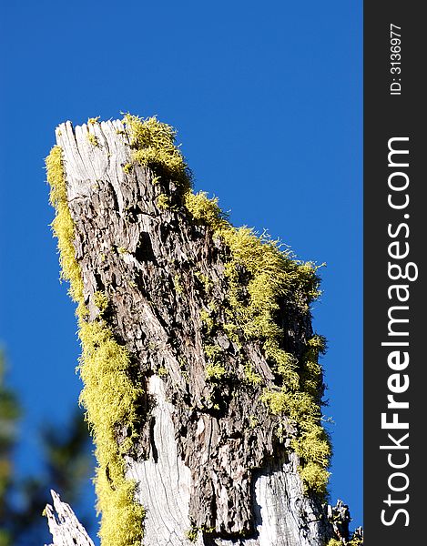 Tree with new life at crater lake