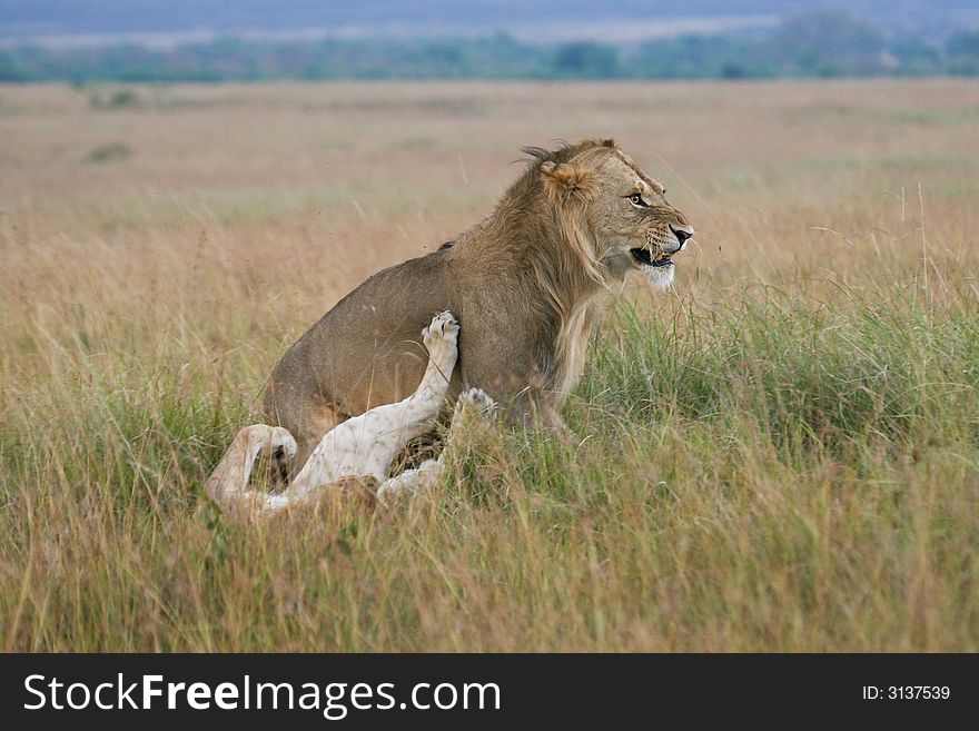 African lion and lioness teasing each other during courtship in Masai Mara Serengeti ecosystem, East Africa. African lion and lioness teasing each other during courtship in Masai Mara Serengeti ecosystem, East Africa