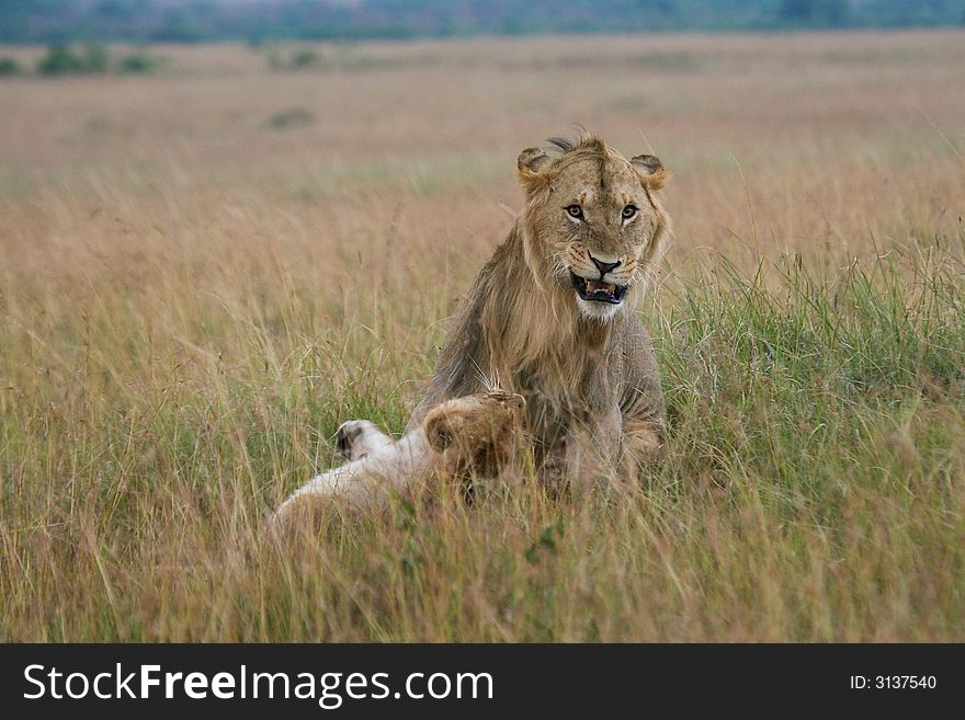 African lion and lioness after mating, Masai Mara, Kenya. African lion and lioness after mating, Masai Mara, Kenya