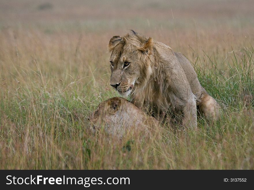 Lion couple mating
