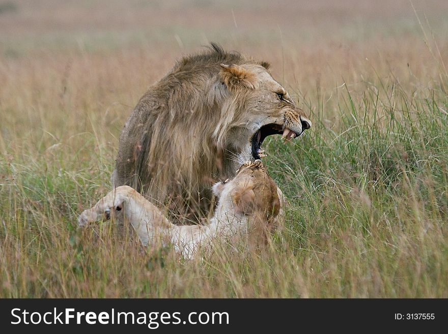 African lion and lioness at courtship during mating season, Masai Mara, Kenya. African lion and lioness at courtship during mating season, Masai Mara, Kenya