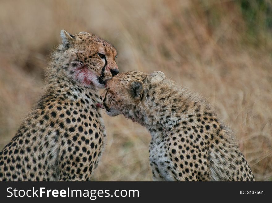 Two cheetah cubs licking each others bloody faces after feeding on kill. Two cheetah cubs licking each others bloody faces after feeding on kill