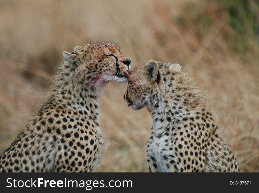 Two cheetah cubs licking each others bloody faces after feeding on kill. Two cheetah cubs licking each others bloody faces after feeding on kill