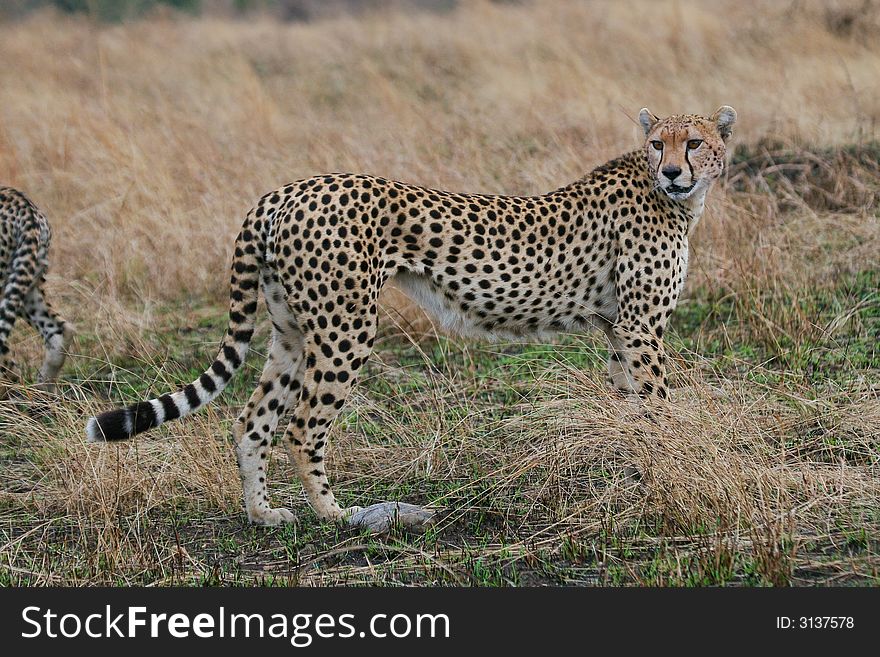Cheetah female standing in grassland of masai mara, kenya