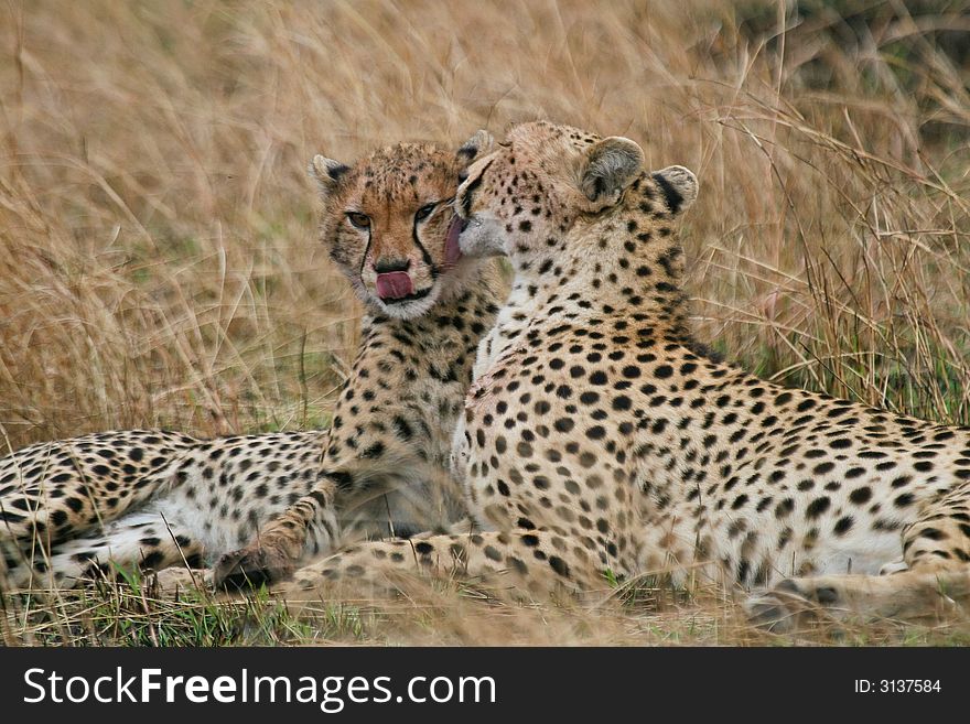 Cheetah mother licking one of her cubs. Cheetah mother licking one of her cubs