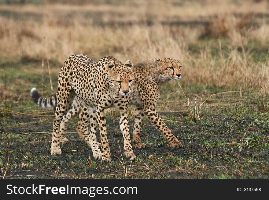 Cheetah mother and cub walking together through burnt grassland, masai mara, kenya. Cheetah mother and cub walking together through burnt grassland, masai mara, kenya