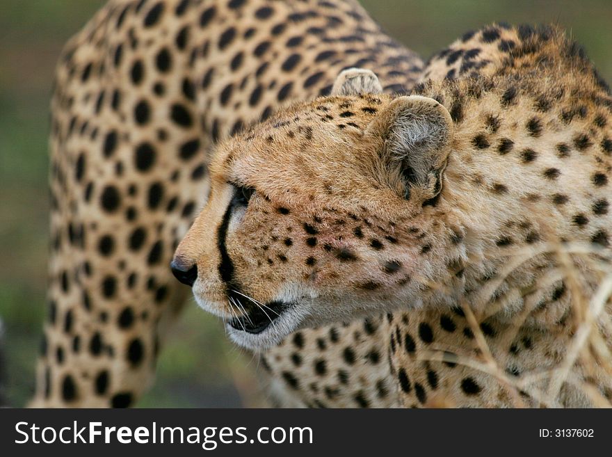 Closeup of cheetah female looking sideways. Closeup of cheetah female looking sideways