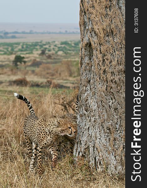 Cheetah cub smelling a tree in masai mara, kenya