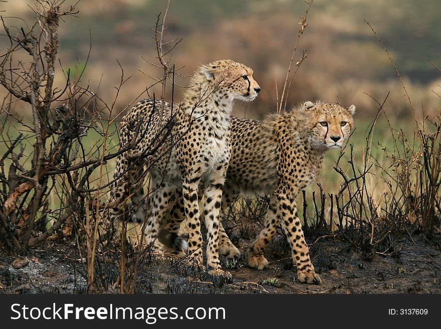 Two cheetah cubs walking over burnt ground in masai mara, kenya