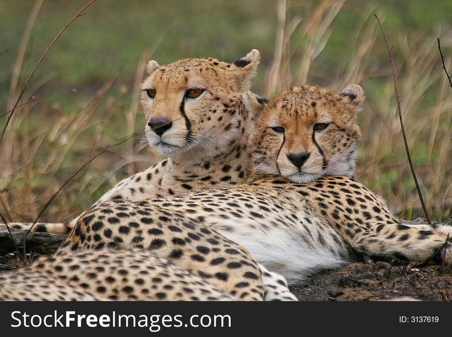 Cheetah mother and cub resting together